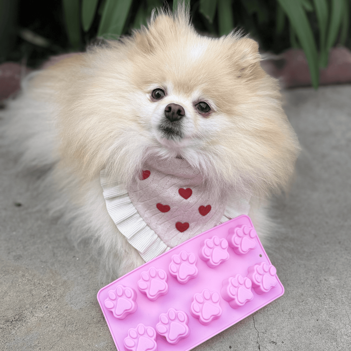 Pink silicone pet treat mold with paw-print cavities held near a small dog