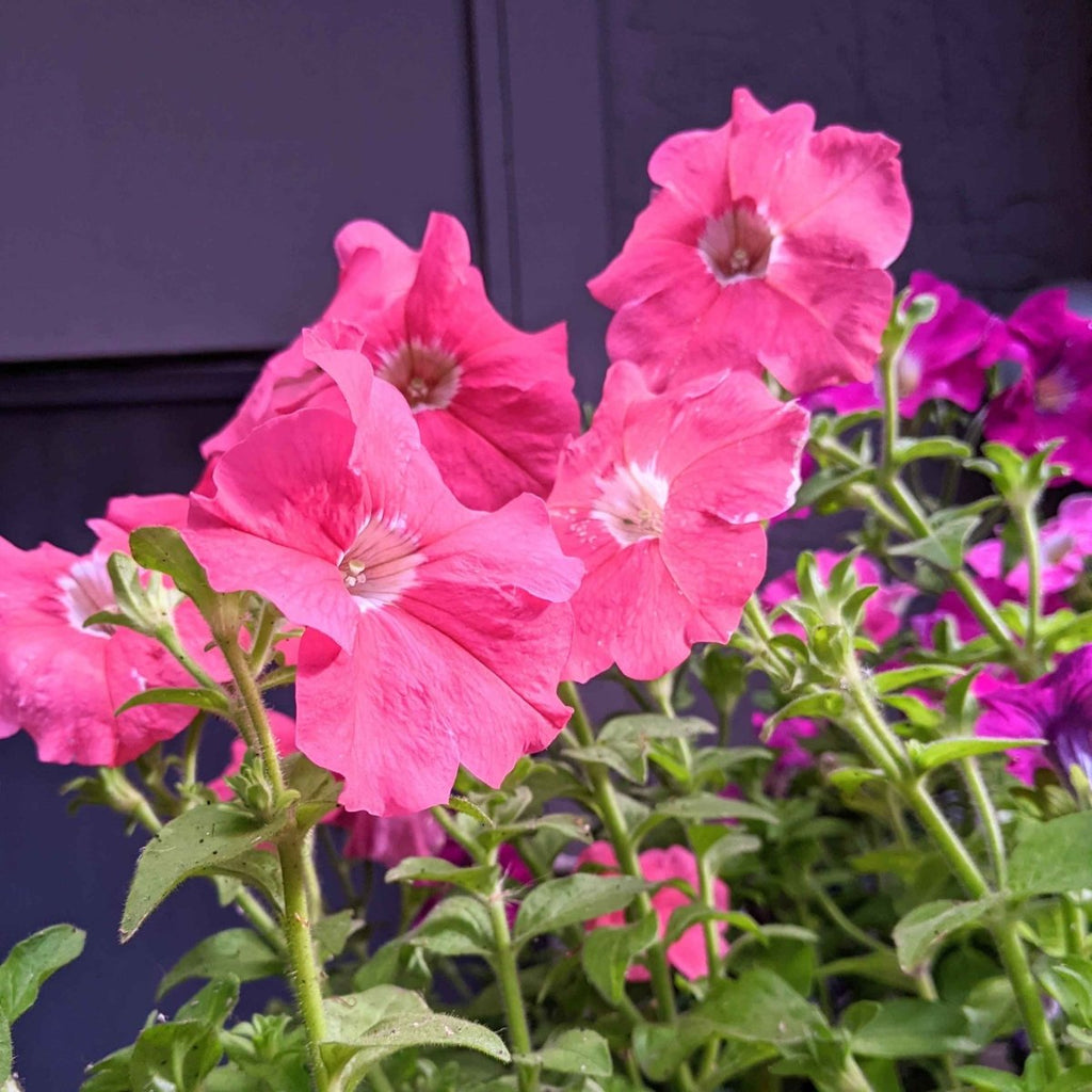 Pink petunia flowers with green stems and leaves against dark background