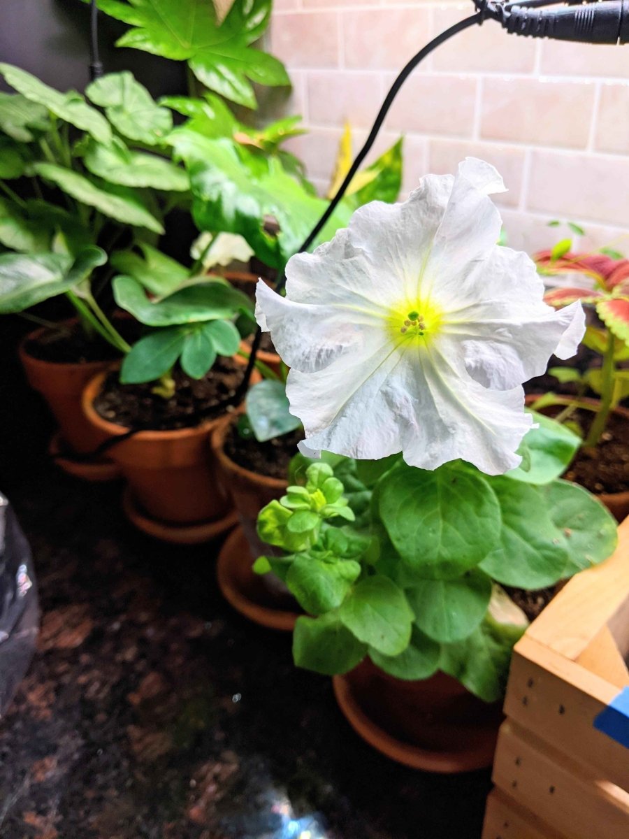 White petunia bloom with yellow center and green leaves in a planter