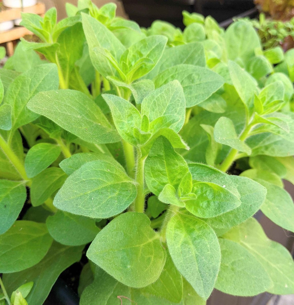Dense green petunia foliage in a pot, leaves and stems close-up