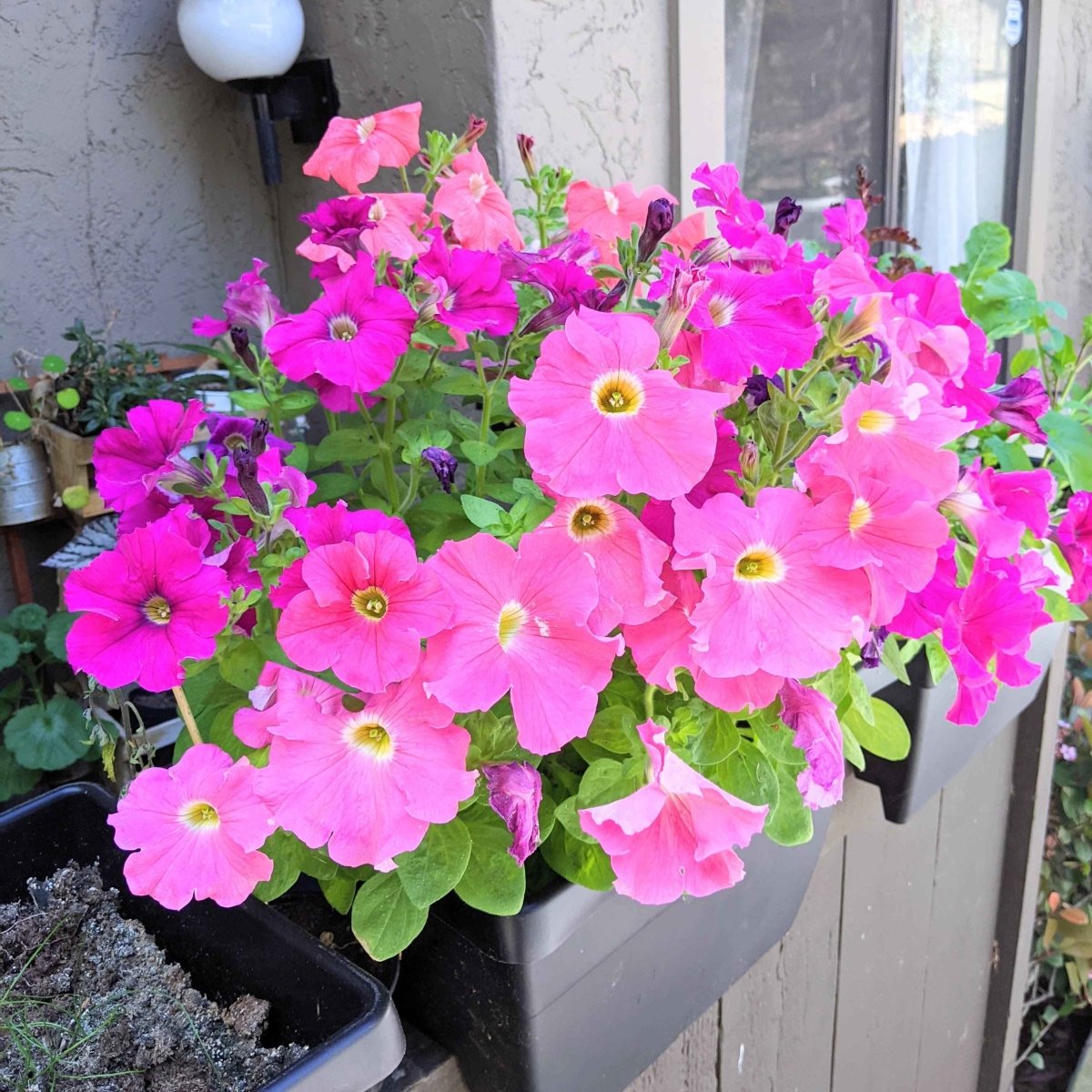 Cluster of bright pink petunia flowers in a planter, green leaves visible