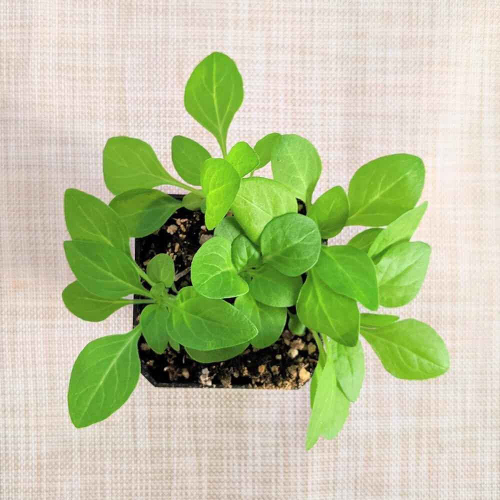 Green petunia seedling plant with multiple leaves in small pot of soil