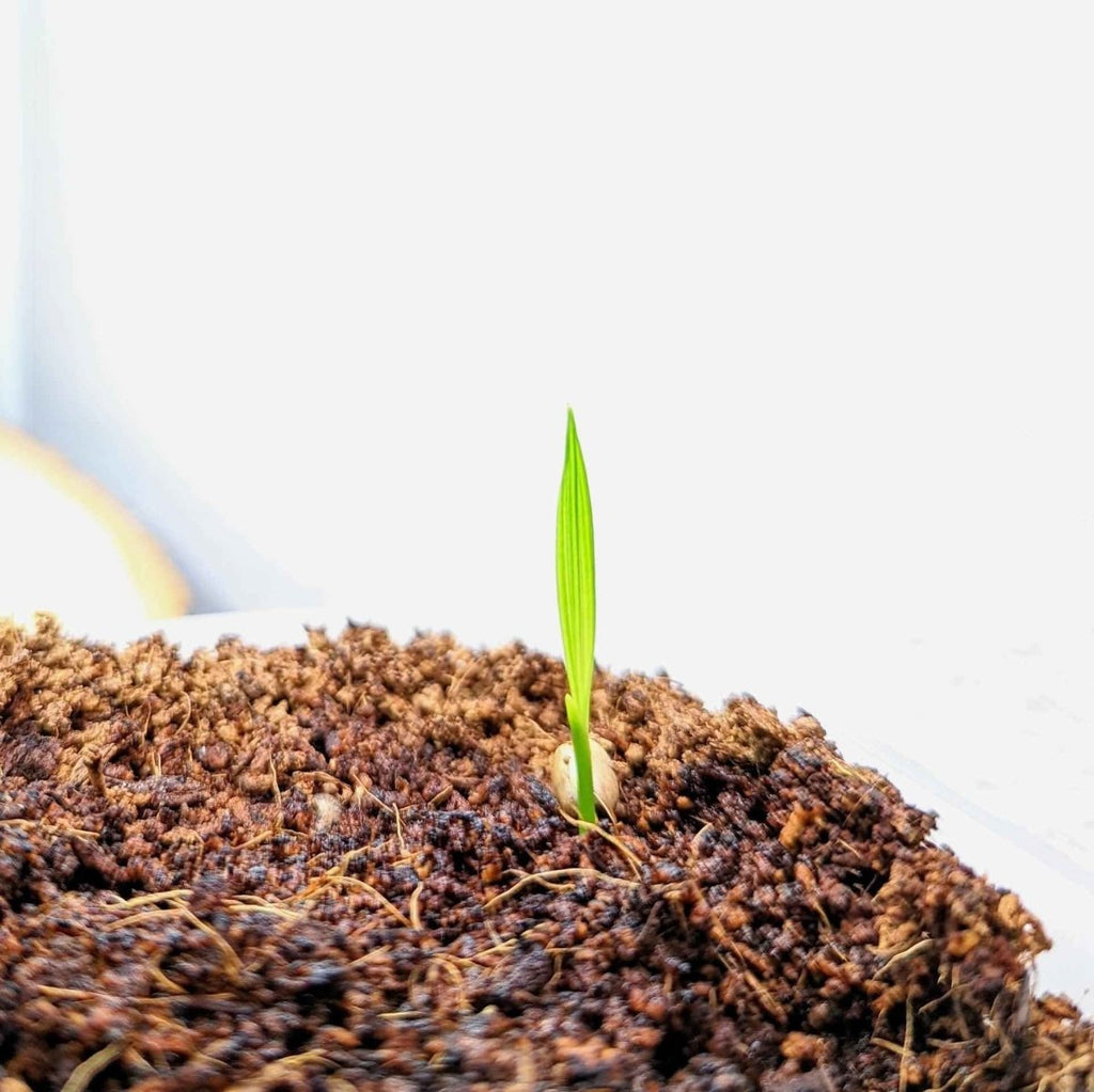 Pygmy date palm seedling sprout emerging from brown potting soil