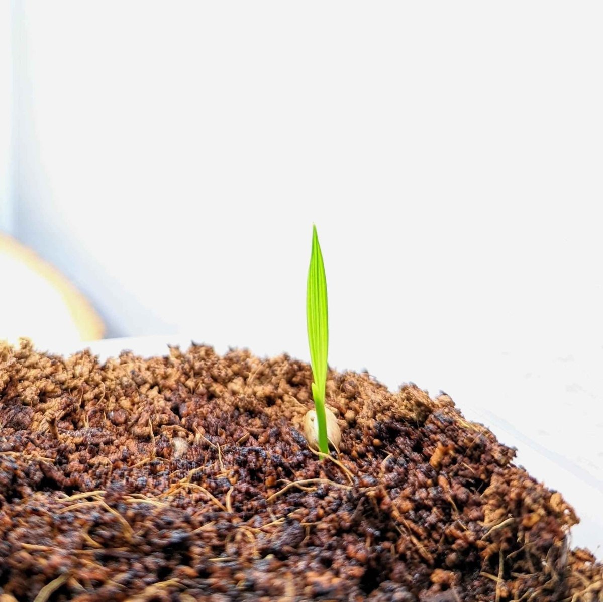 Pygmy date palm seedling sprout emerging from brown potting soil