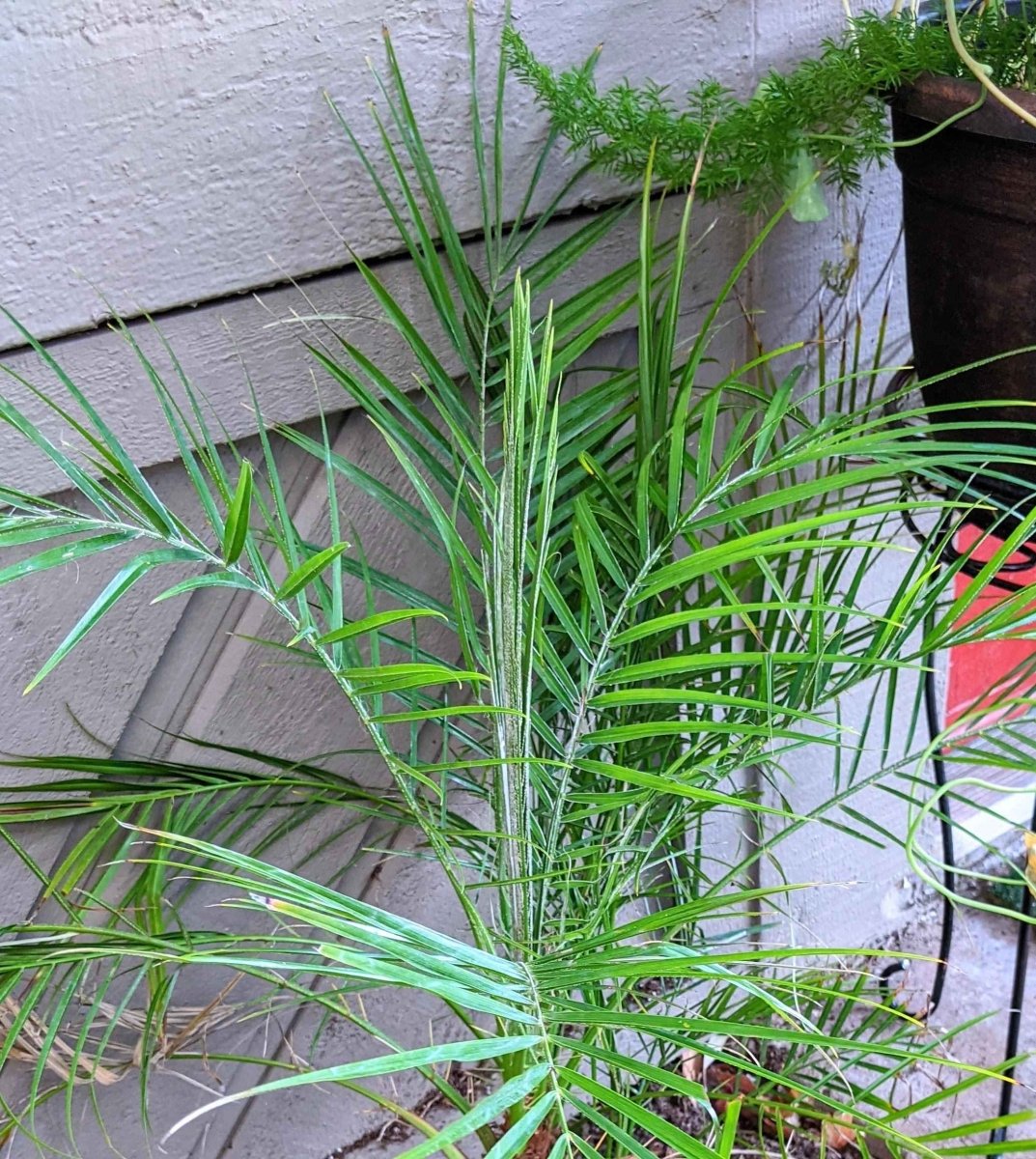 Young pygmy date palm seedlings with slender green fronds