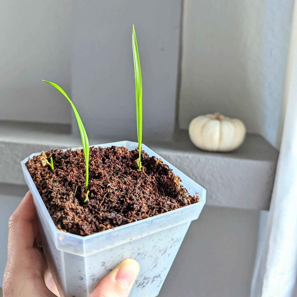Two pygmy date palm seedlings in a white seed tray held by hand
