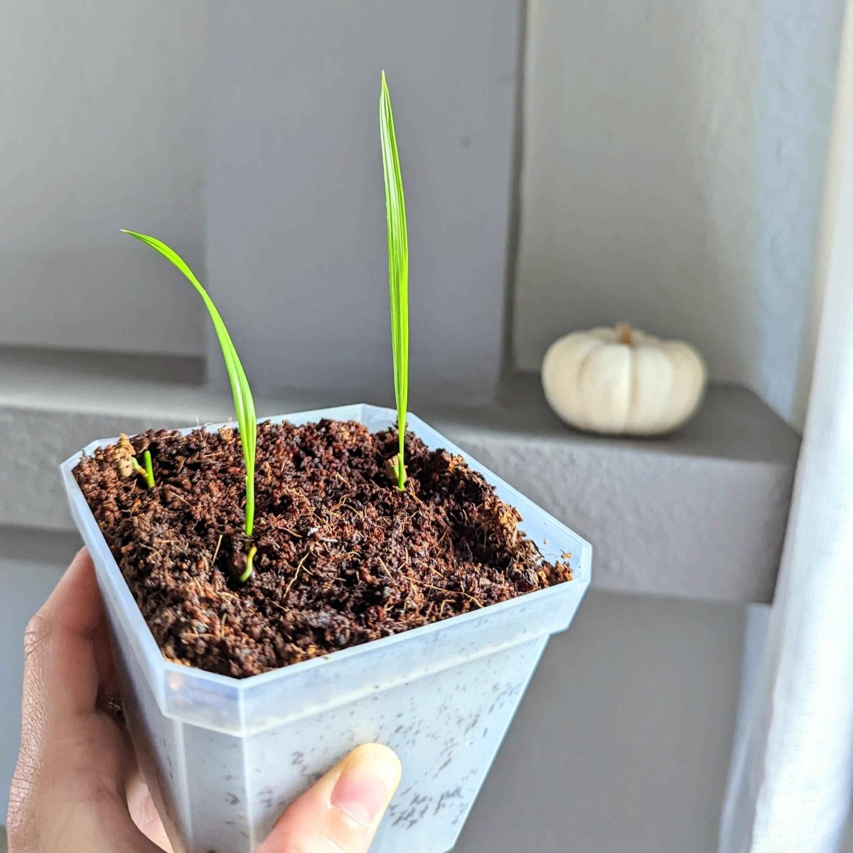 Two pygmy date palm seedlings in a white seed tray held by hand