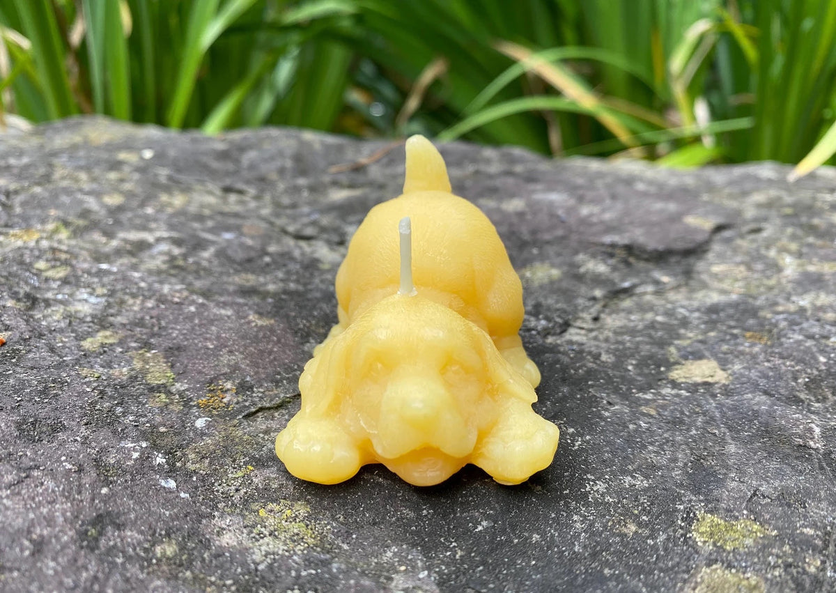 Beeswax puppy candle with upright wick and curled body on rock surface