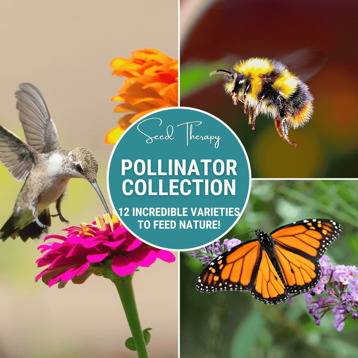 Pollinator garden seed collection pack with bee and butterfly graphics, 12 seed varieties