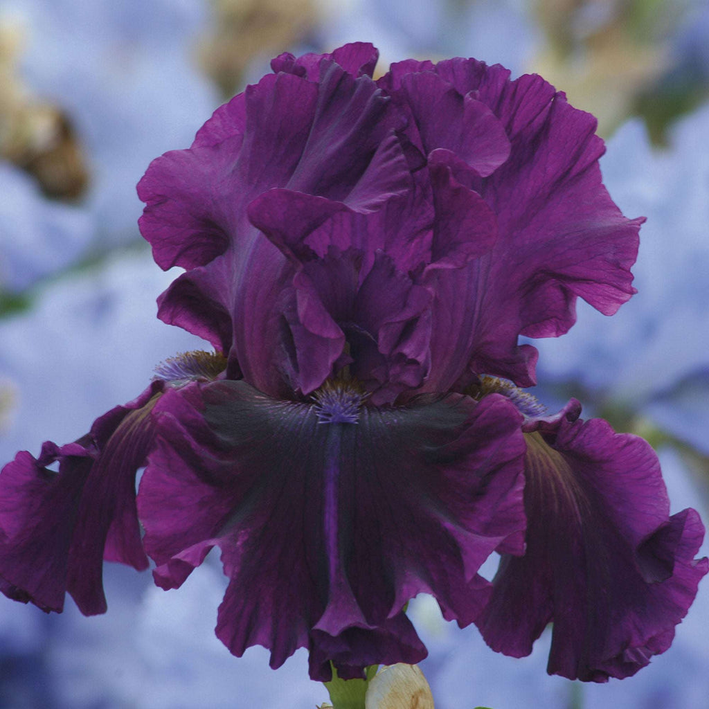 Iris flower with ruffled deep purple petals and dark lower petals