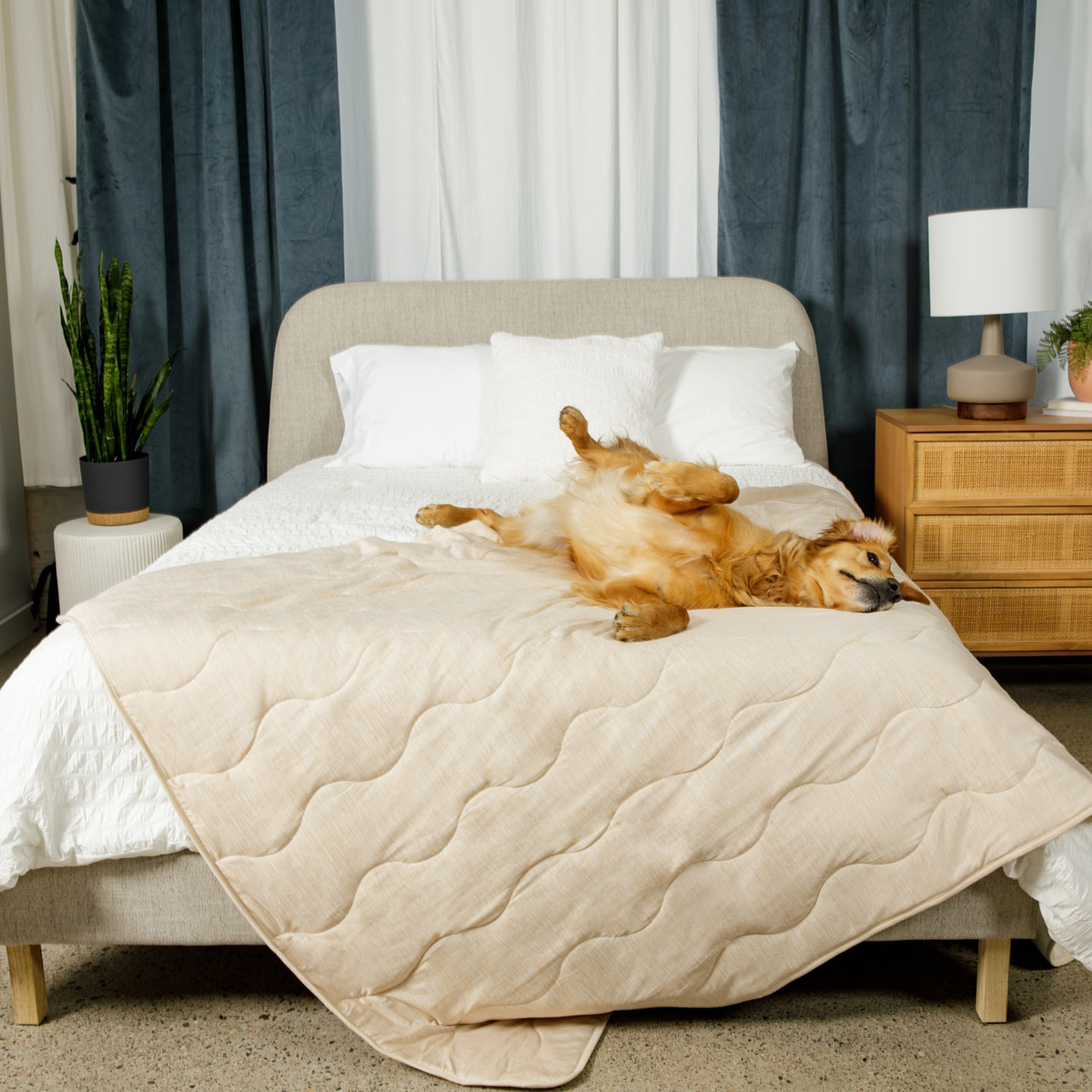 Arctic Sand cooling waterproof pet blanket, cream quilted cover with a sleeping golden dog