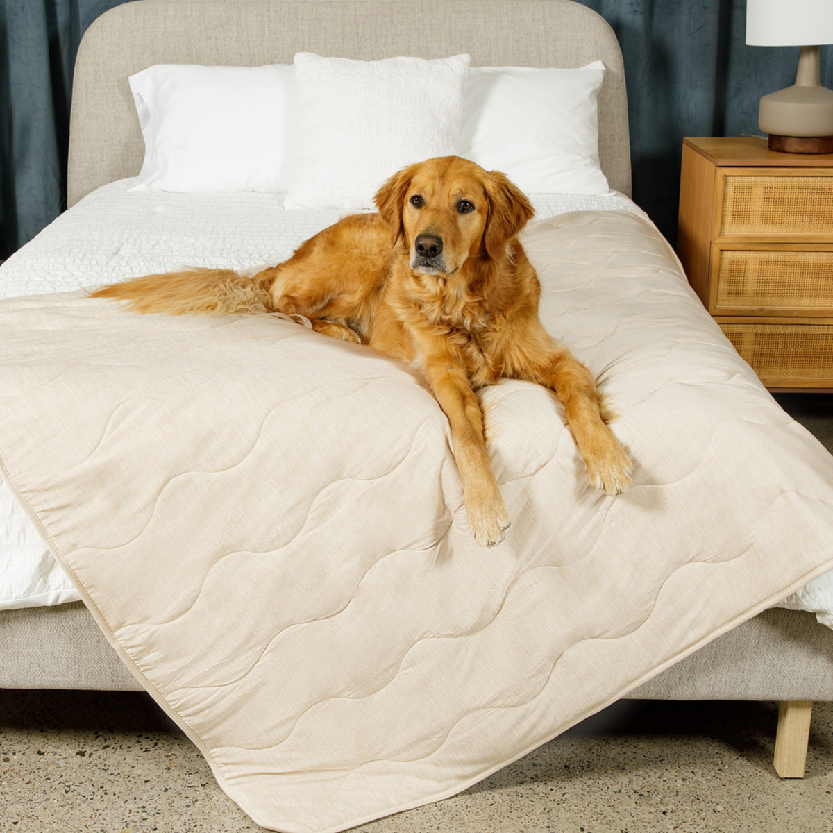 Arctic Sand cooling waterproof pet blanket, cream quilted cover with a golden dog resting