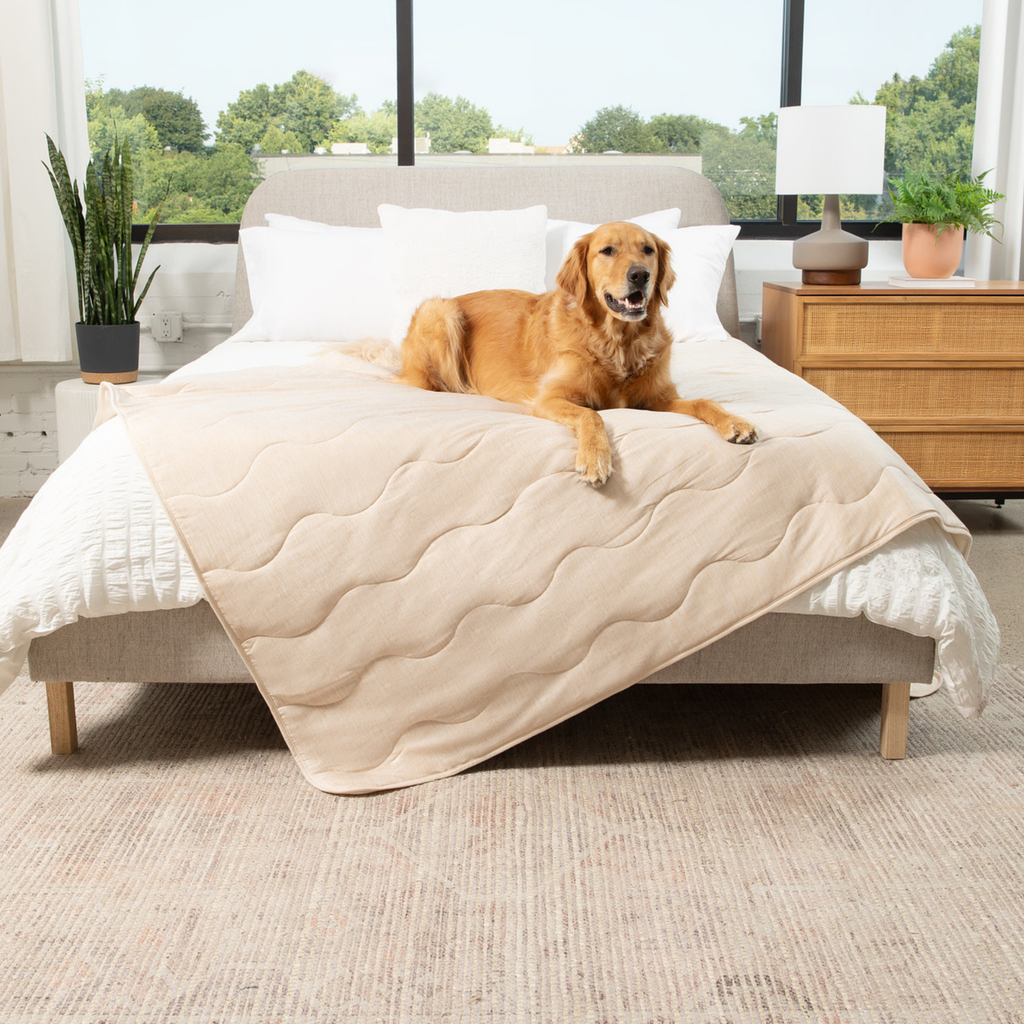 Arctic Sand cooling waterproof pet blanket, cream quilted cover on a bed with a golden dog
