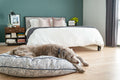 Round pet bed, gray geometric fabric with dark blue trim; dog sleeping on it