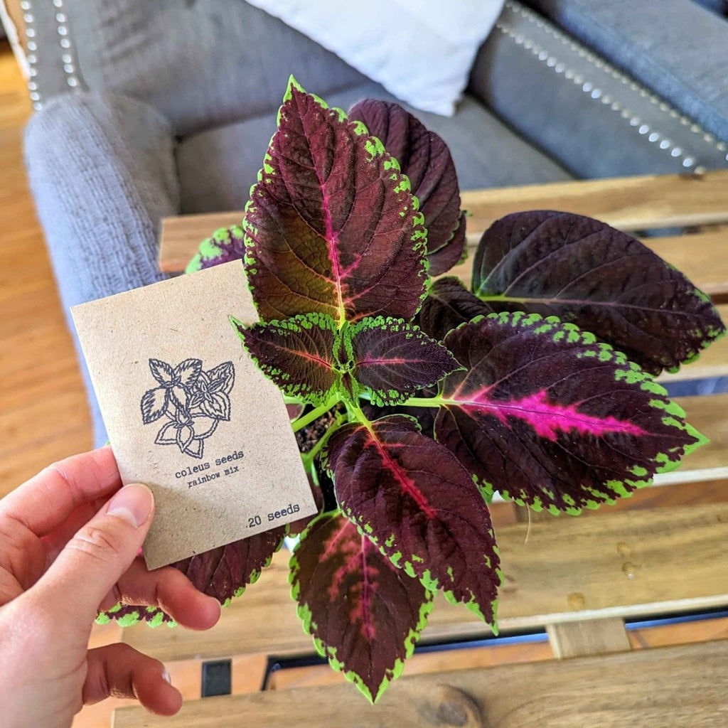 Hand holding a coleus seed packet beside a potted coleus plant with dark leaves