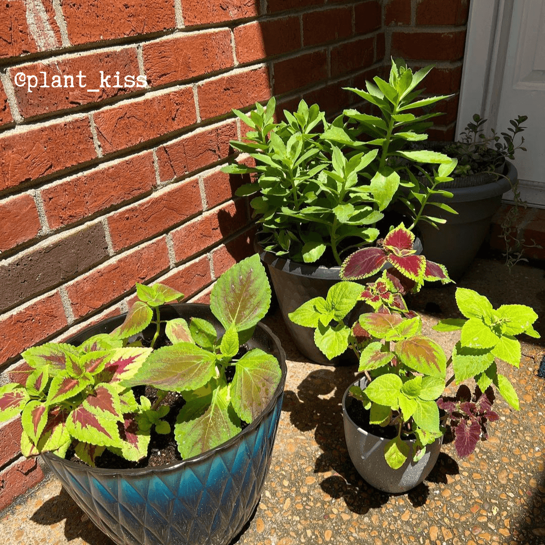 Coleus seedlings in small pots with variegated green and red leaves