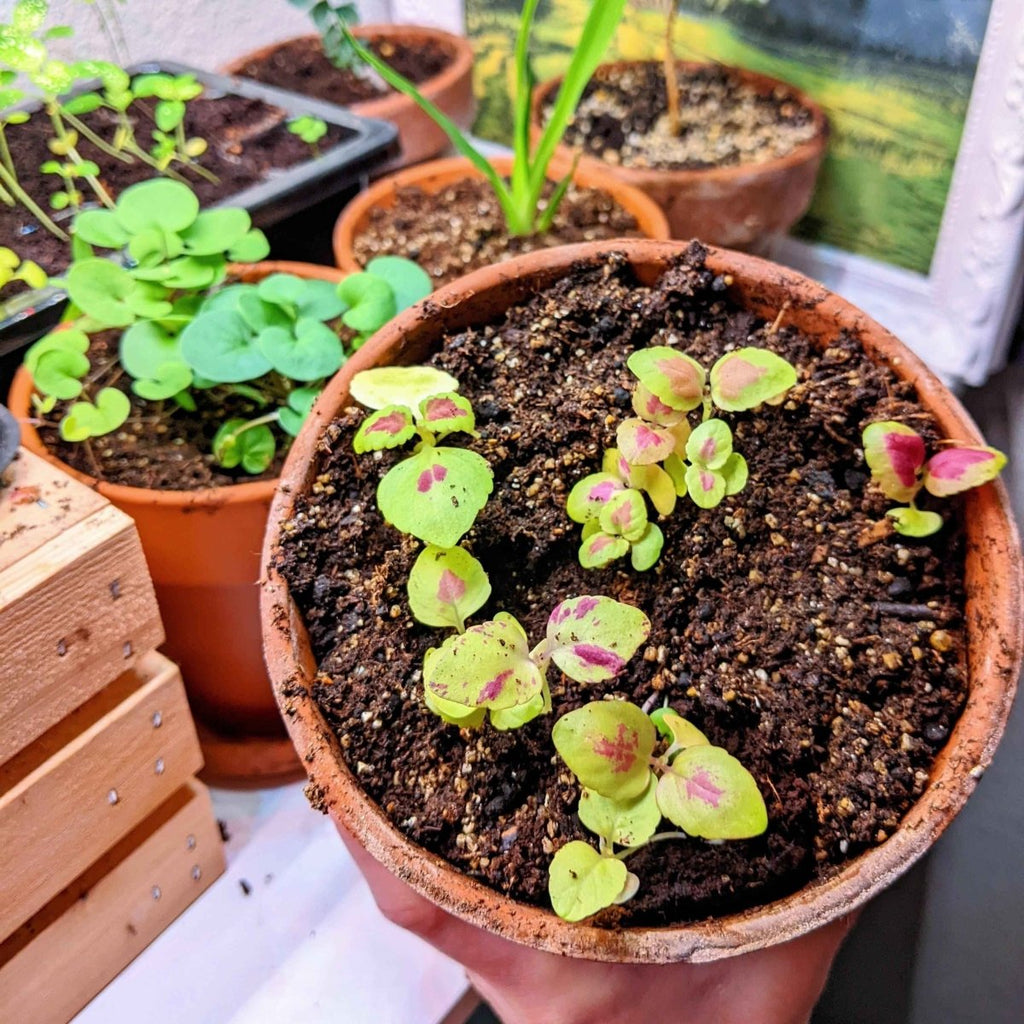 Terracotta planter with young coleus seedlings emerging from dark soil