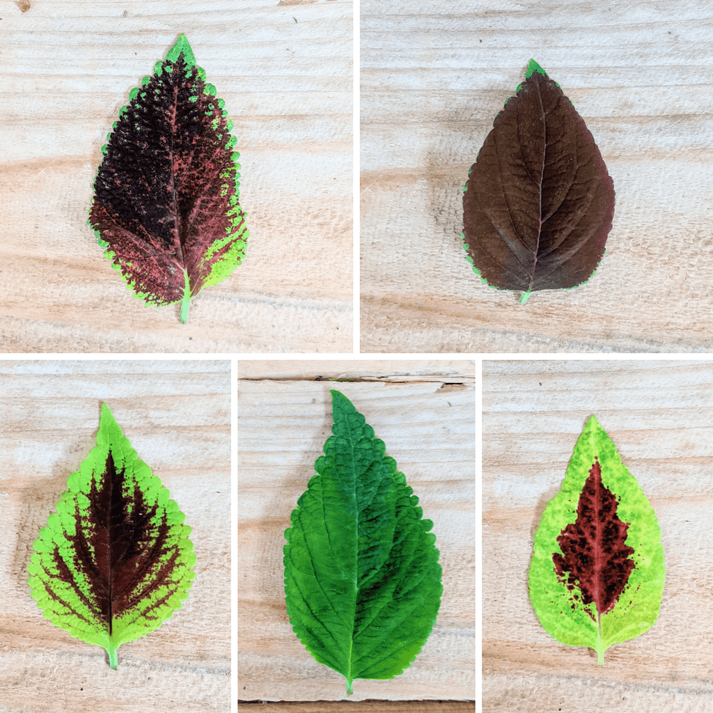 Coleus leaf color variety set on light wood, green to dark maroon