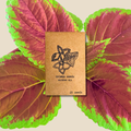 Coleus seed packet, rainbow mix, 20 seeds, kraft paper with flower logo