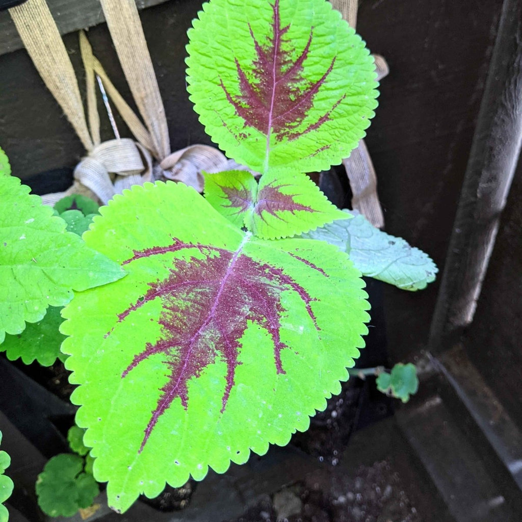 Coleus leaf in a seed tray with neon green edges and purple veins