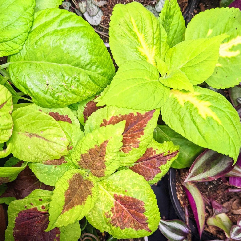 Coleus plant cluster with lime green leaves and reddish-brown leaf spots