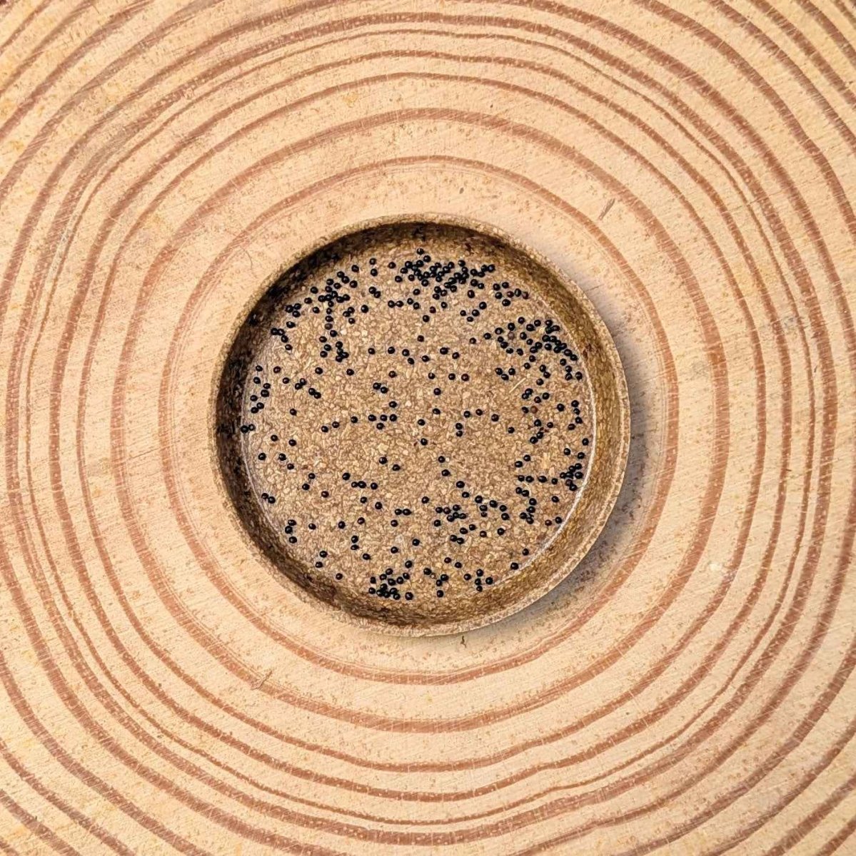 Coleus seeds in a circular holder, filled with many small black seeds