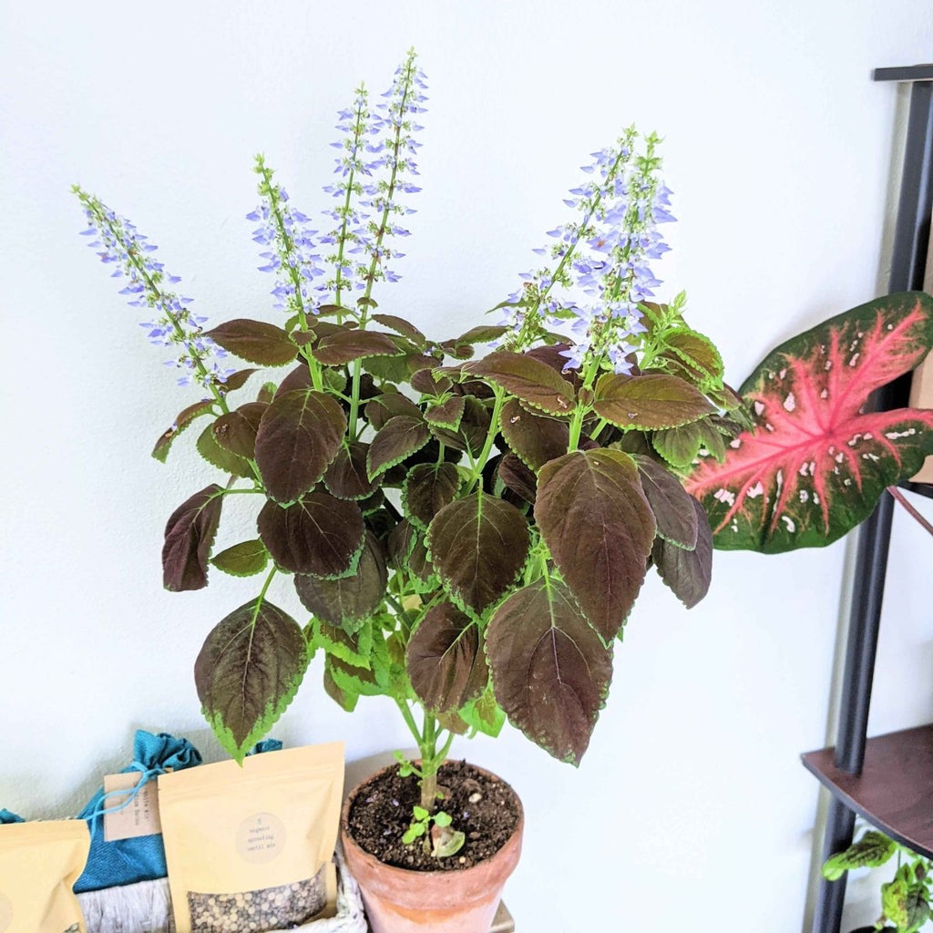 Potted coleus plant with green leaves and light purple flower spikes