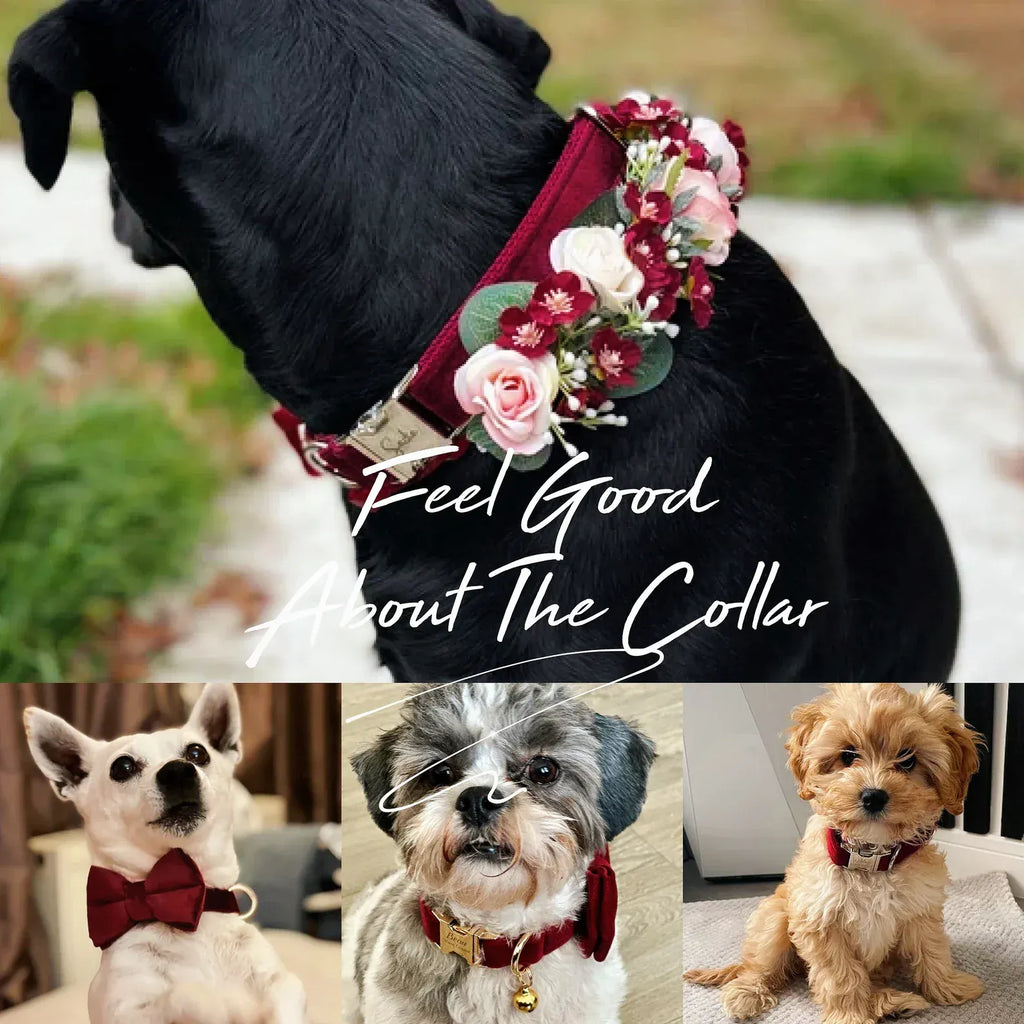 Burgundy velvet dog bow collar with floral decoration