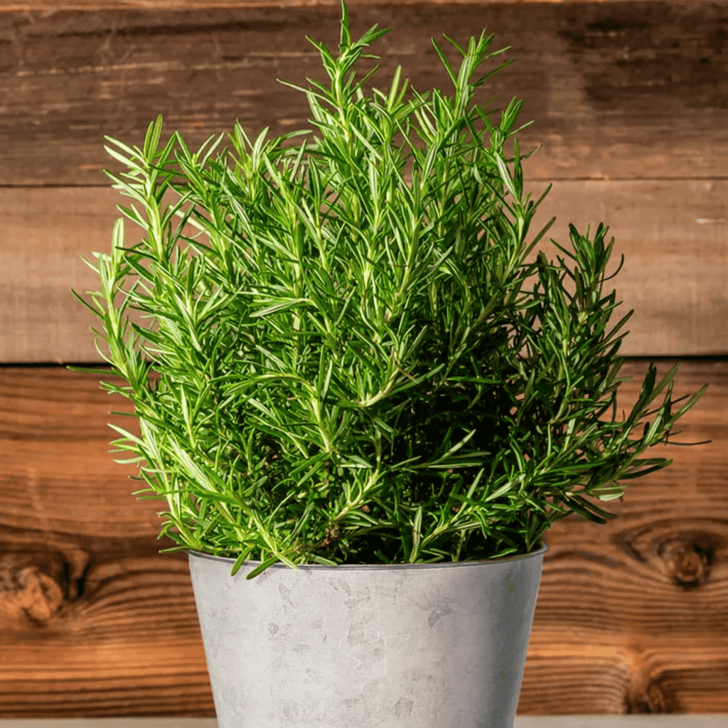 Rosemary plant in gray pot, bushy green needle-like leaves
