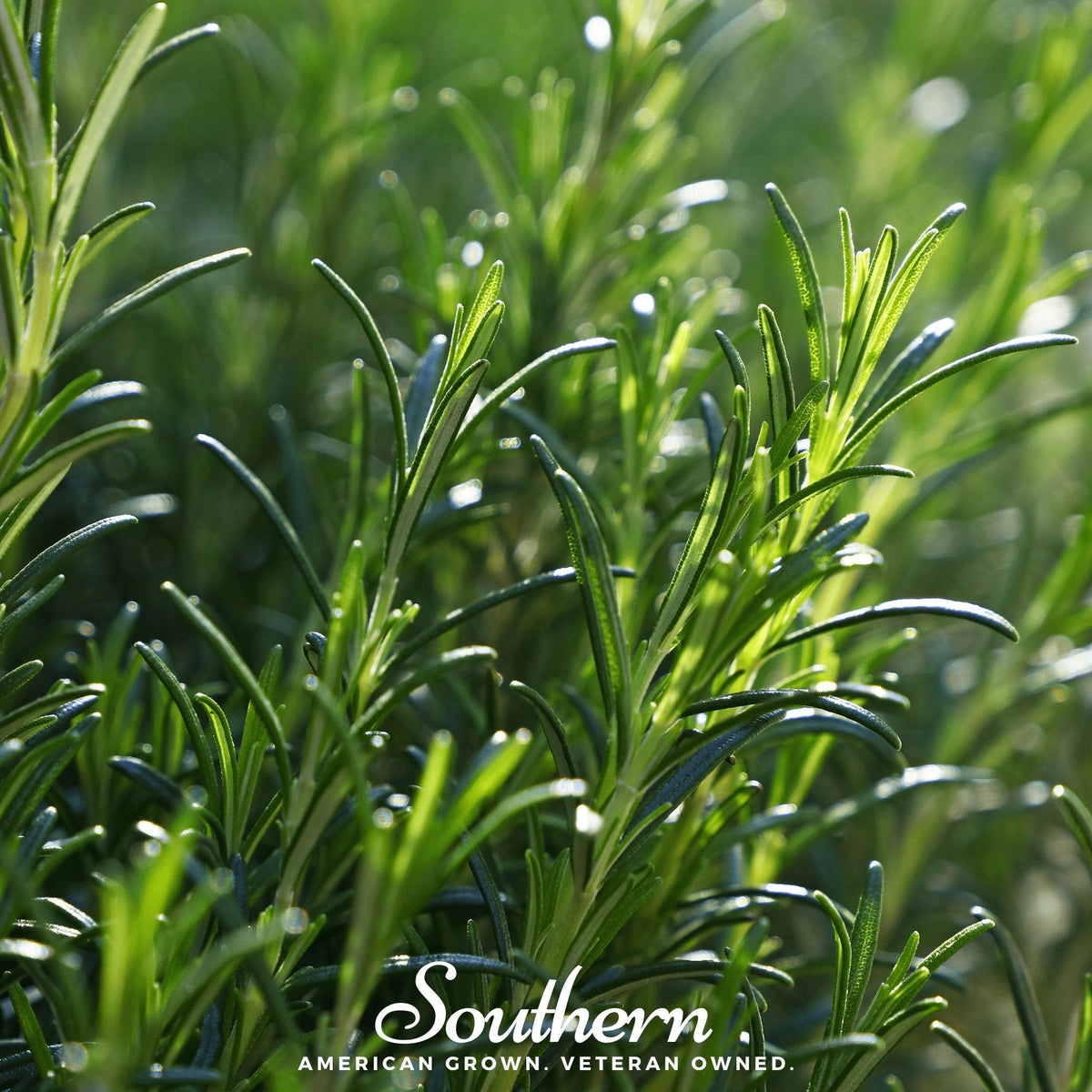 Rosemary herb foliage with needle-like green leaves and dew drops