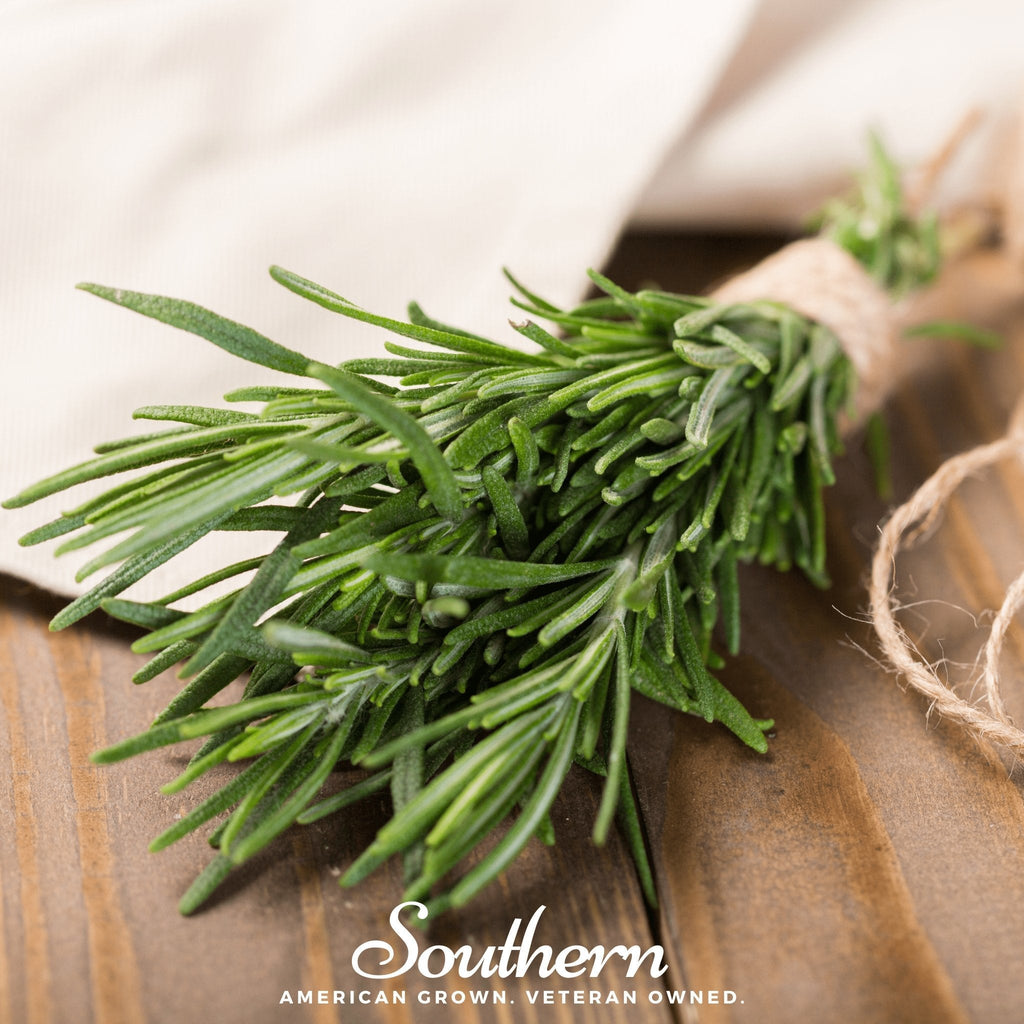 Rosemary sprigs bundle with needle leaves on wooden surface
