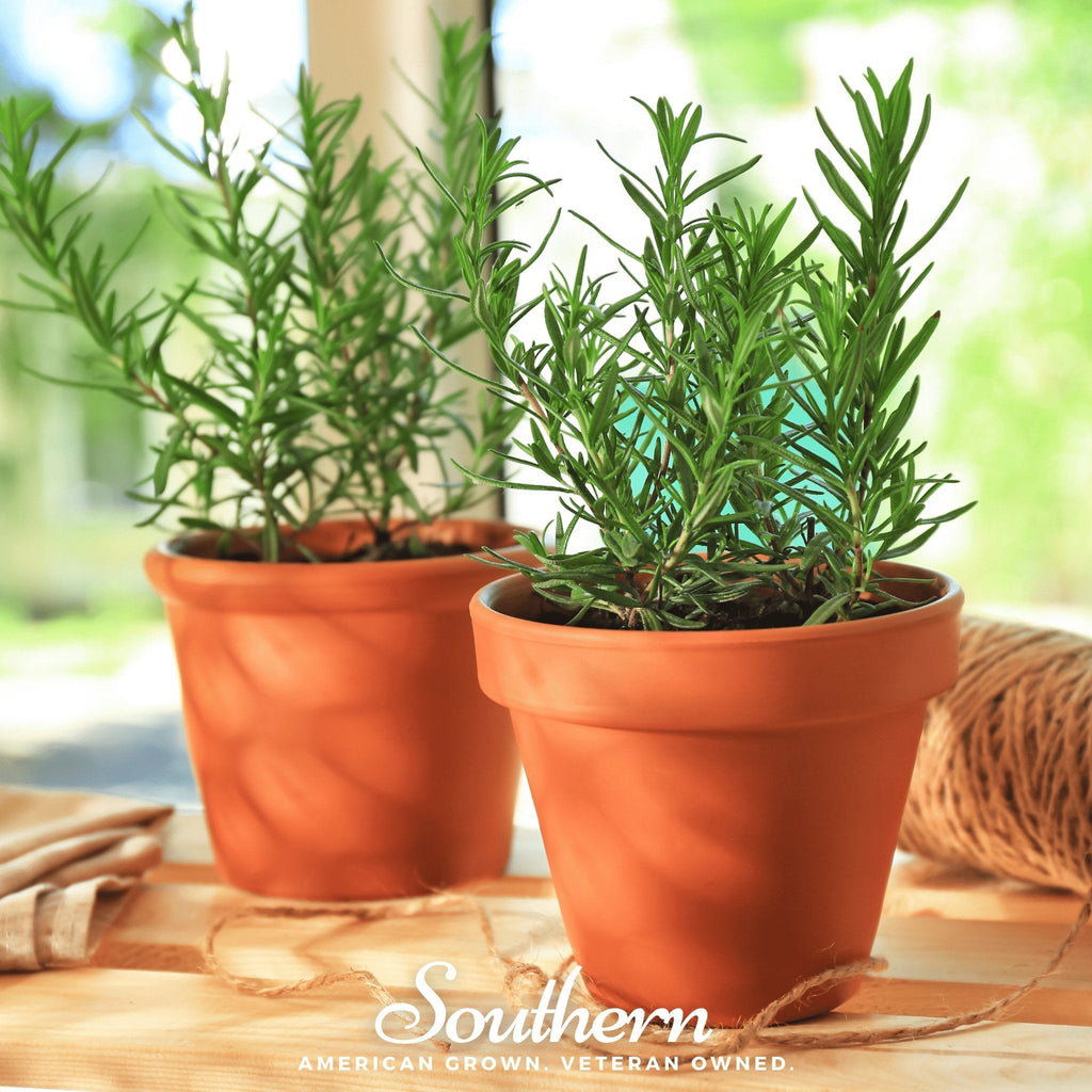 Rosemary plants in terracotta pots with green needle-like foliage