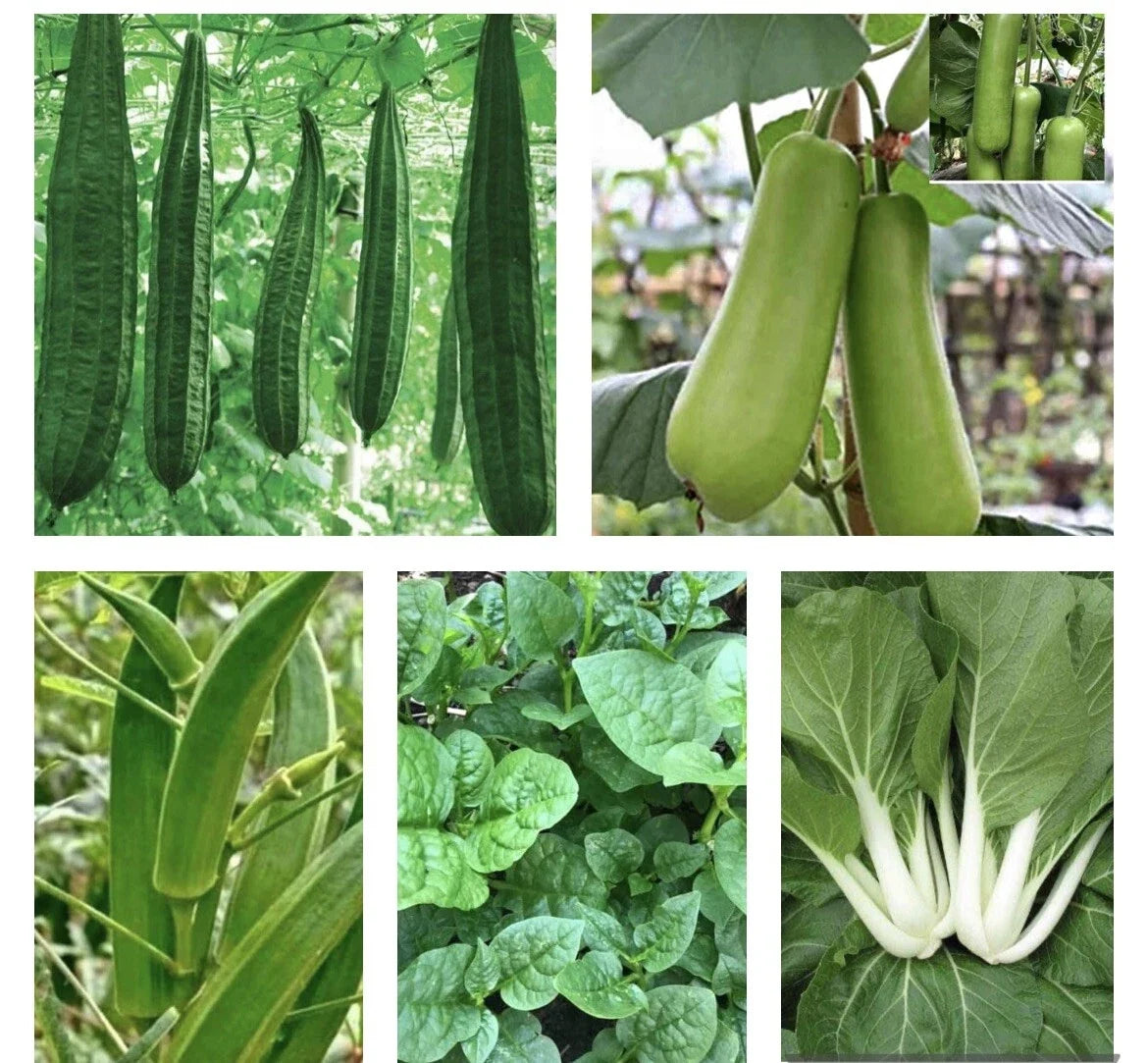 Asian vegetable plant varieties with green hanging pods, leafy greens, and long white stems
