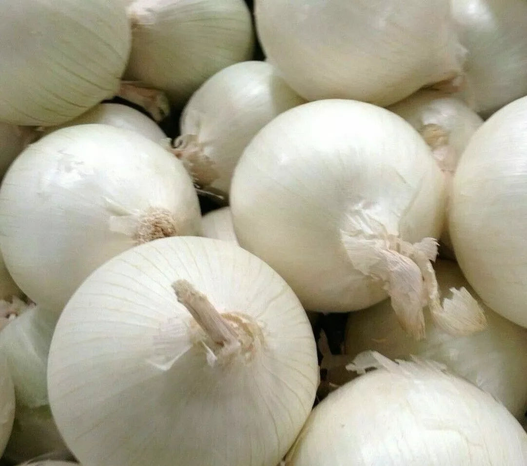 White onion bulbs with papery outer skins