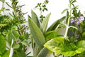 Green culinary herb seedlings in trays, with broad leaves and small purple flowers
