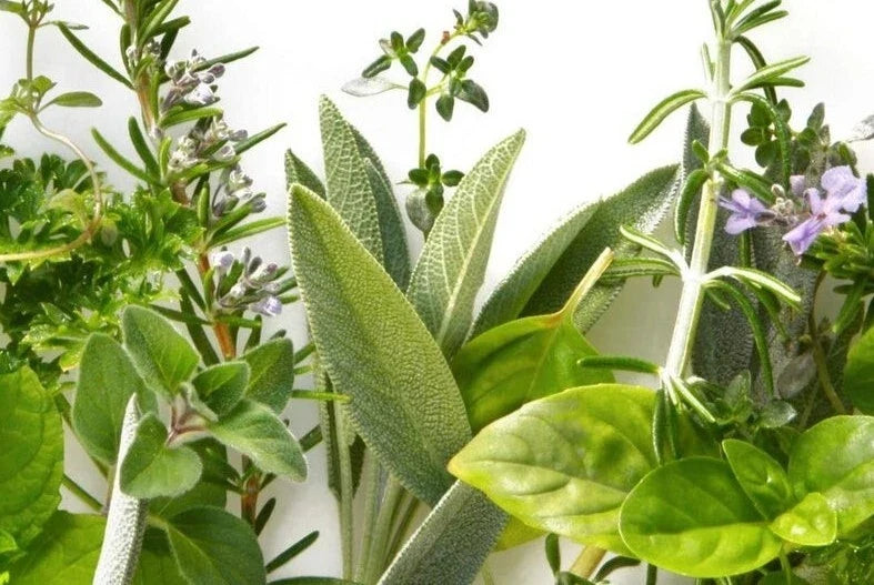 Green culinary herb seedlings in trays, with broad leaves and small purple flowers
