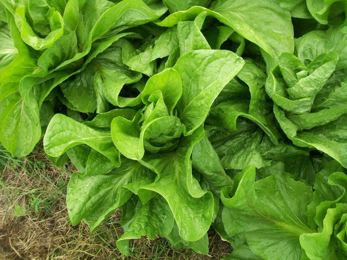 Sugar Loaf endive lettuce plants with crisp green leaf rosettes
