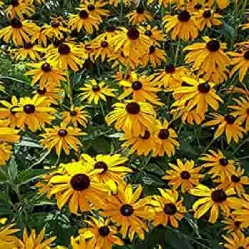 Gold coneflower (echinacea) seeds with yellow petals and dark burgundy centers