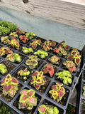 Coleus Seeds Mix - Rainbow Variety - Colorful Annuals for Gardens & Indoor Plants - Plectranthus scutellarioides