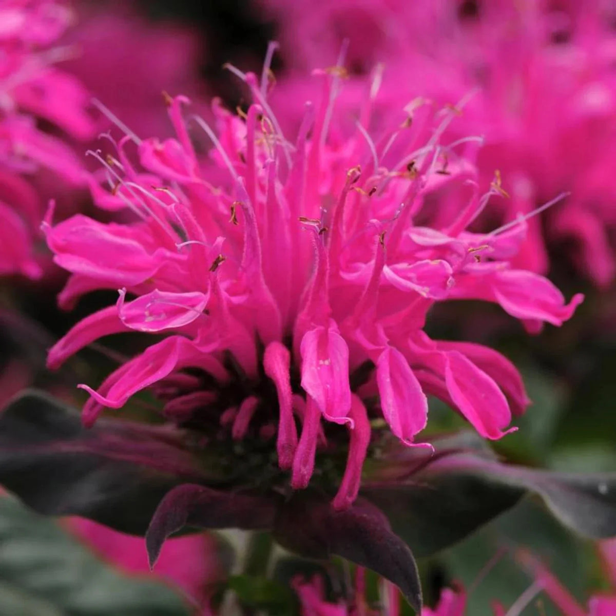 Rose bee balm flowers with bright pink blooms and dark green leaves