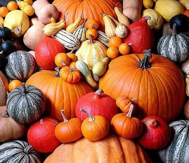 Pumpkin seed variety pack, 12 individual packs, assorted pumpkins