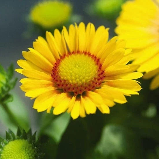 Gaillardia flower with bright yellow petals and red-speckled center