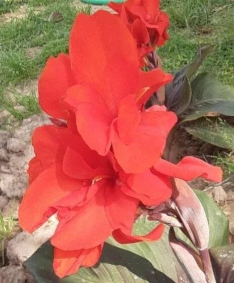 Bright red canna lily flower with green leaves and stems