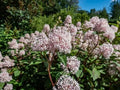 Blooming New Jersey tea shrub with clusters of pale pink flowers on branches