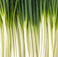 Long bunching onion greens with pale white bulbs and green stems