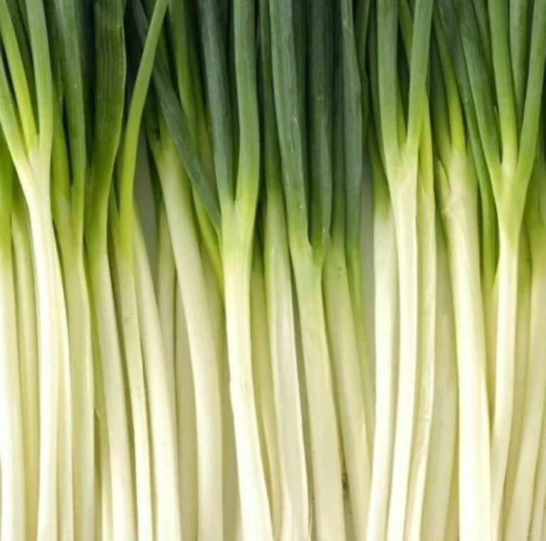 Long bunching onion greens with pale white bulbs and green stems