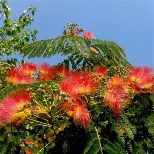 Orange silk tree (Albizia julibrissin) seeds from a feathery flowering tree