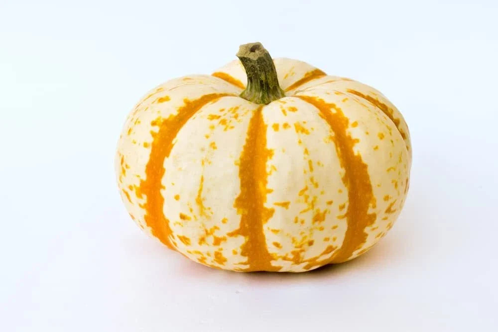 Tiger-striped mini pumpkin with white and orange mottled stripes