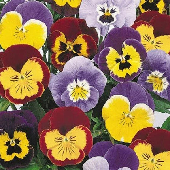 Colorful pansy flowers with purple, yellow, and red petals and dark centers