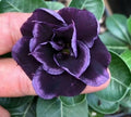 Dark purple desert rose flower bloom with layered petals and dark center